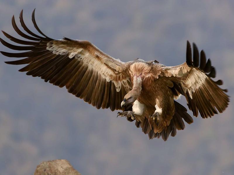 湮灭彩虹<br>yxepqio.cn X区域探秘
